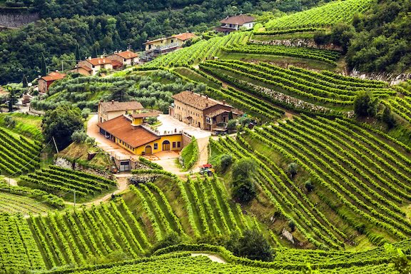 Vineyard and winery landscape in Valpolicella near Verona